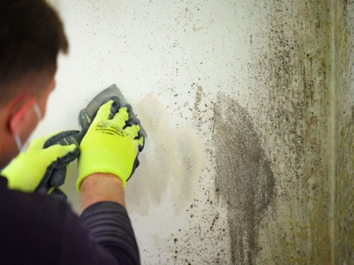 Exterior Home Mold Remediation A Complete Guide