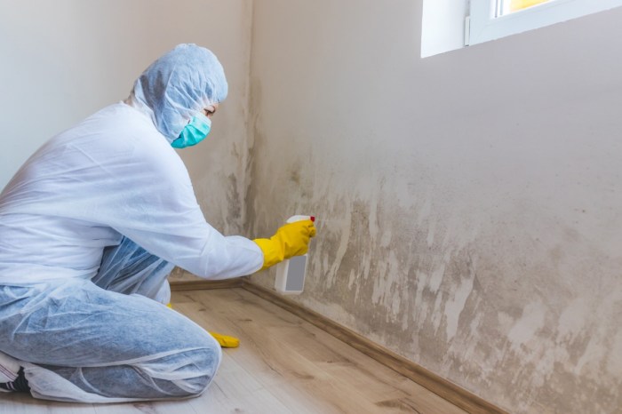 Exterior Home Mold Remediation A Complete Guide